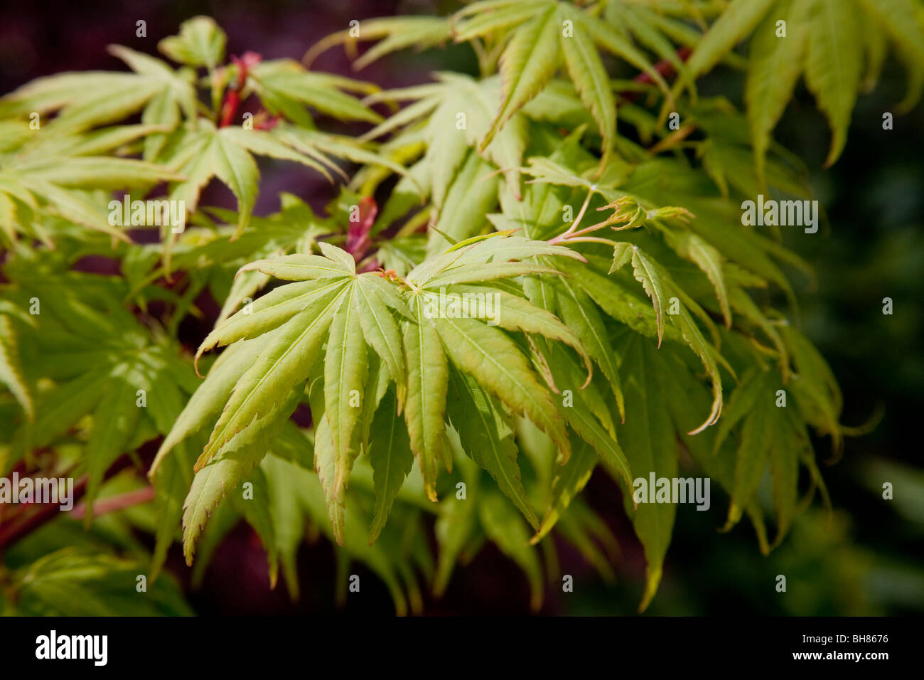 Acer Acero giapponese pianta di giardino Foto Stock