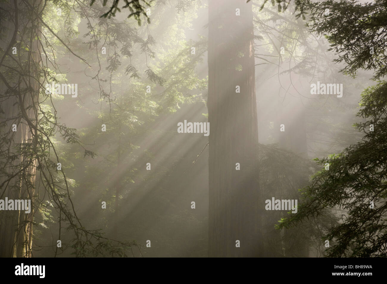 La luce del sole lo streaming attraverso gli alberi in una foresta Foto Stock