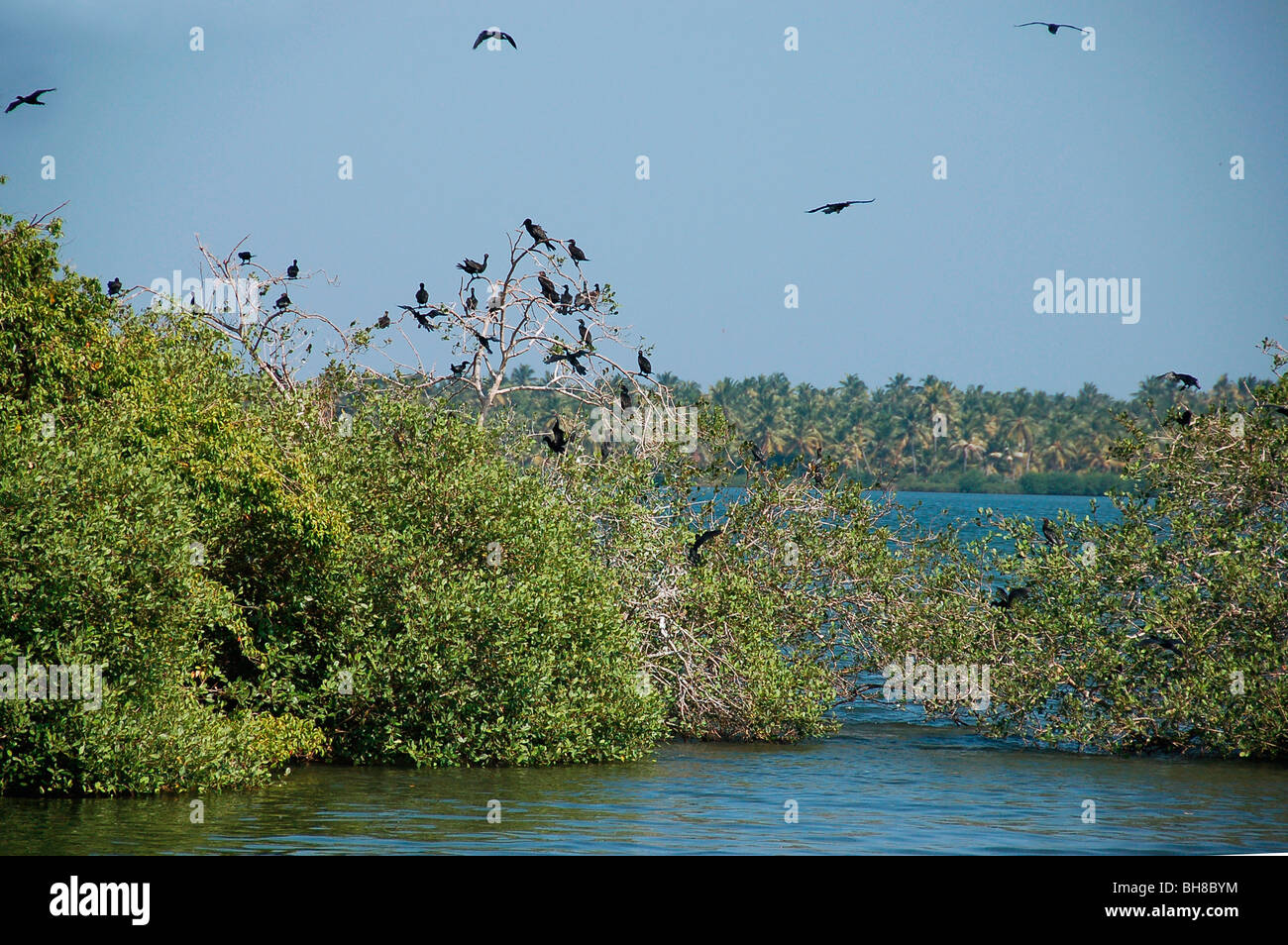 Uccelli d'acqua,ashtamudi lake, Quilon Foto Stock