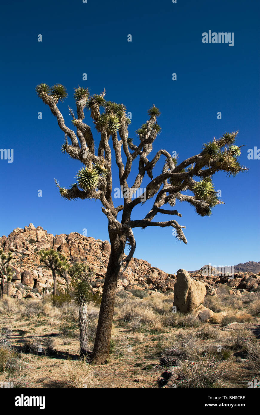 Alberi di Joshua Yucca brevifolia Joshua Tree National Park California USA Foto Stock