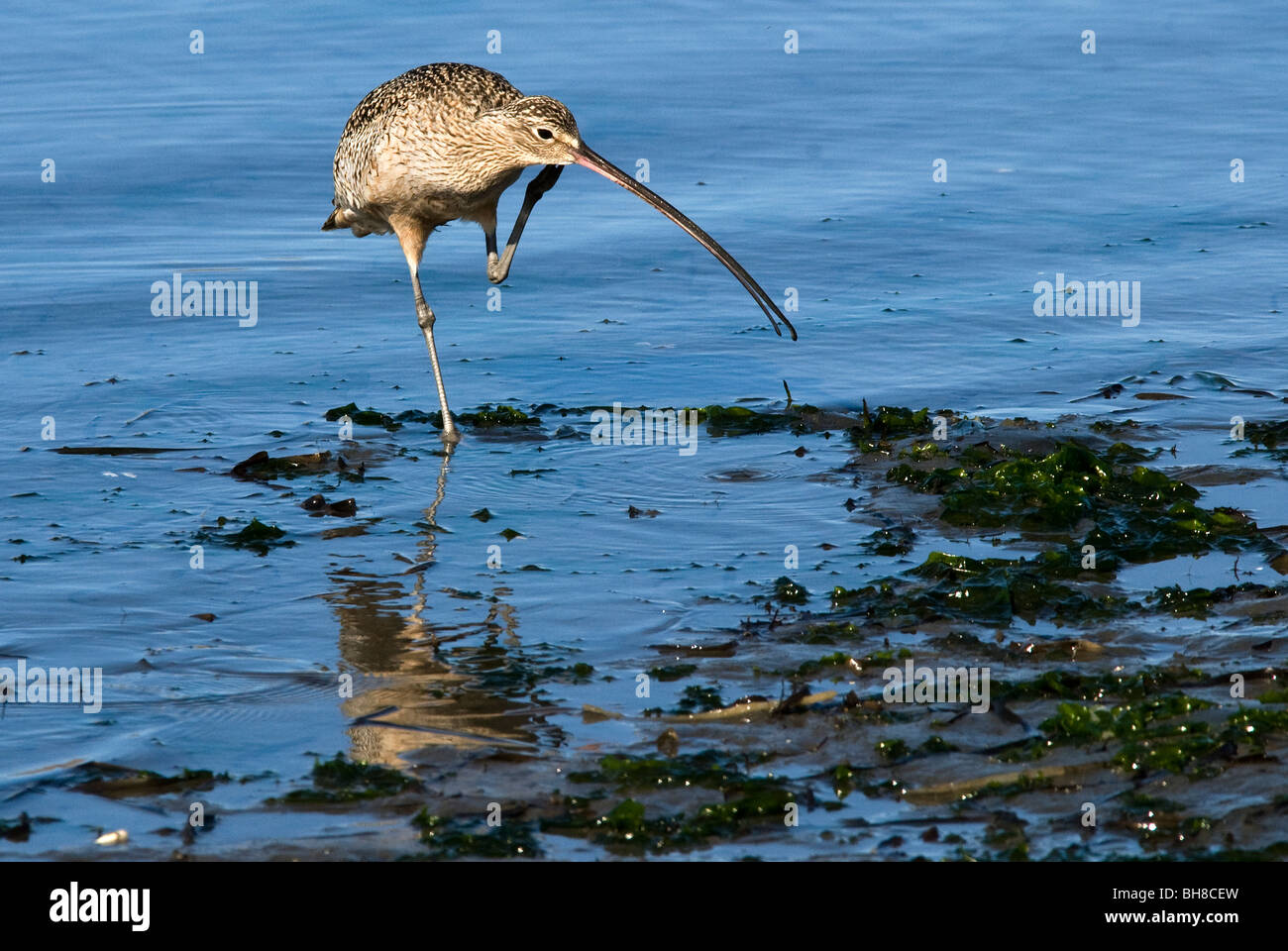 A lungo fatturati Curlew Numenius americanus Morro Bay California USA Foto Stock
