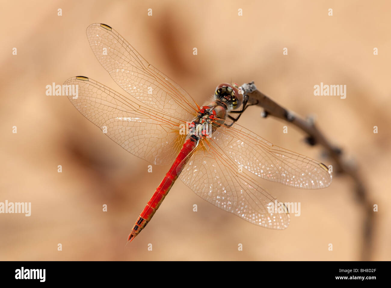 Red-Veined maschio Darter Libellula Foto Stock