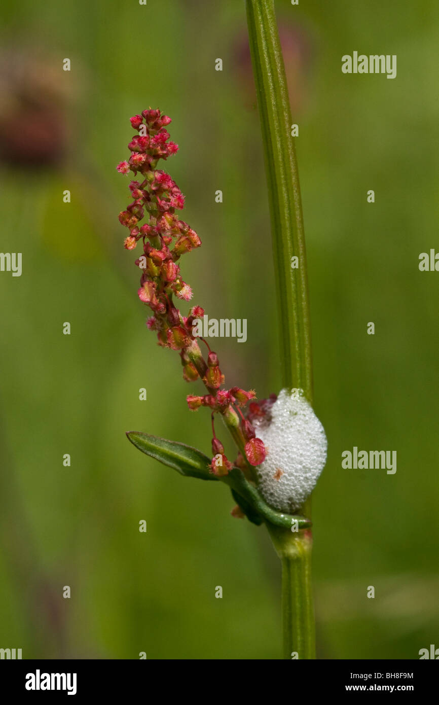 Froghopper spit (cuckoo spit) su comuni Acetosella pianta Foto Stock