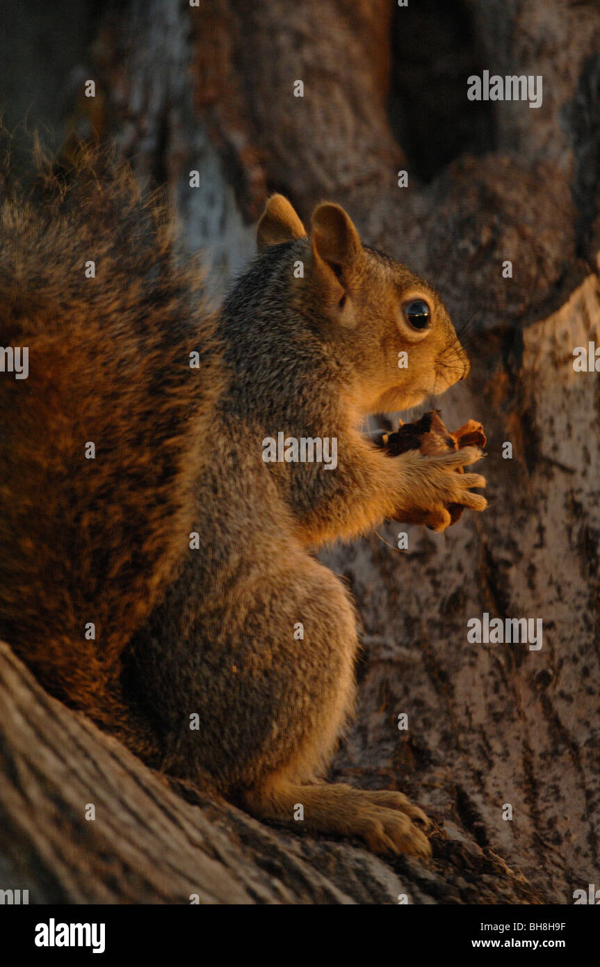 Fox orientale scoiattolo (Sciurus niger) Foto Stock