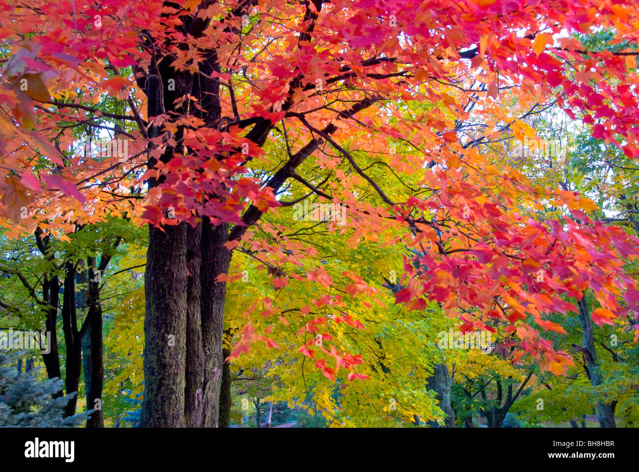 I colori dell'autunno in Enger Tower Park, Duluth, Minnesota Foto Stock