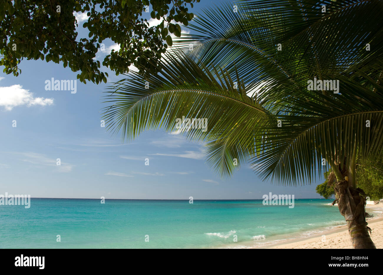 Un albero di palme che cresce sulla spiaggia di Gibb's Bay sulla costa ovest di Barbados Foto Stock