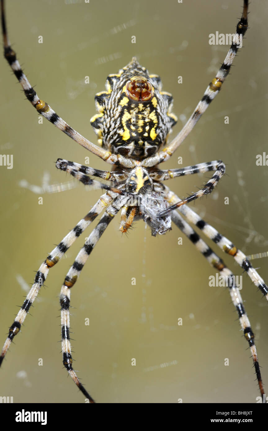 Giardino femmina Orb-web spider finsishing alimentazione su insetto avvolto in seta Foto Stock