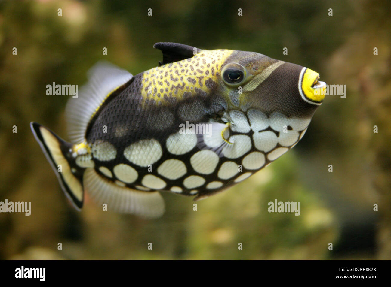 Il pagliaccio pesci balestra o Leopard Pesce, Balistoides conspicillum, Balistidae, Tetraodontiformes Foto Stock