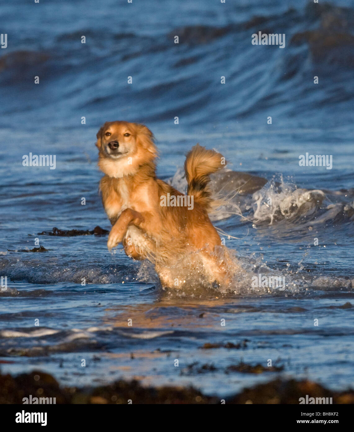 Cane nel Surf Foto Stock
