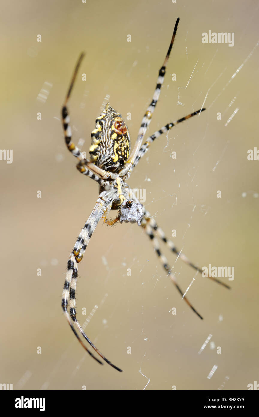 Giardino femmina Orb-web spider alimentazione di finitura su insetto avvolto in seta Foto Stock