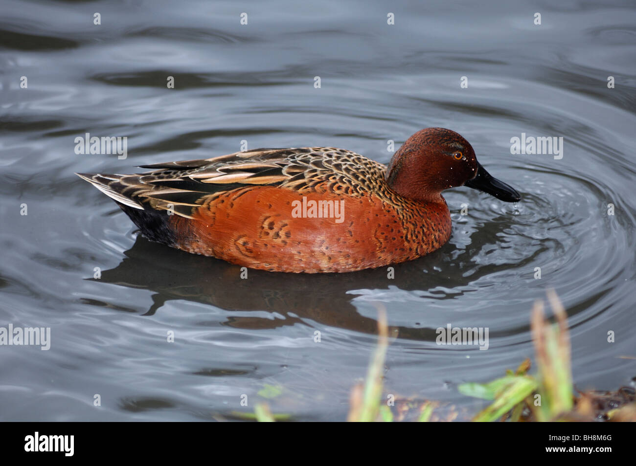 Northern Cannella Teal Foto Stock