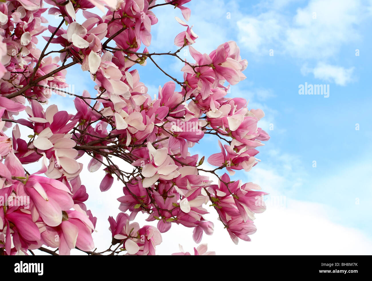 Magnolia blumi (Magnolia x soulangiana) Foto Stock