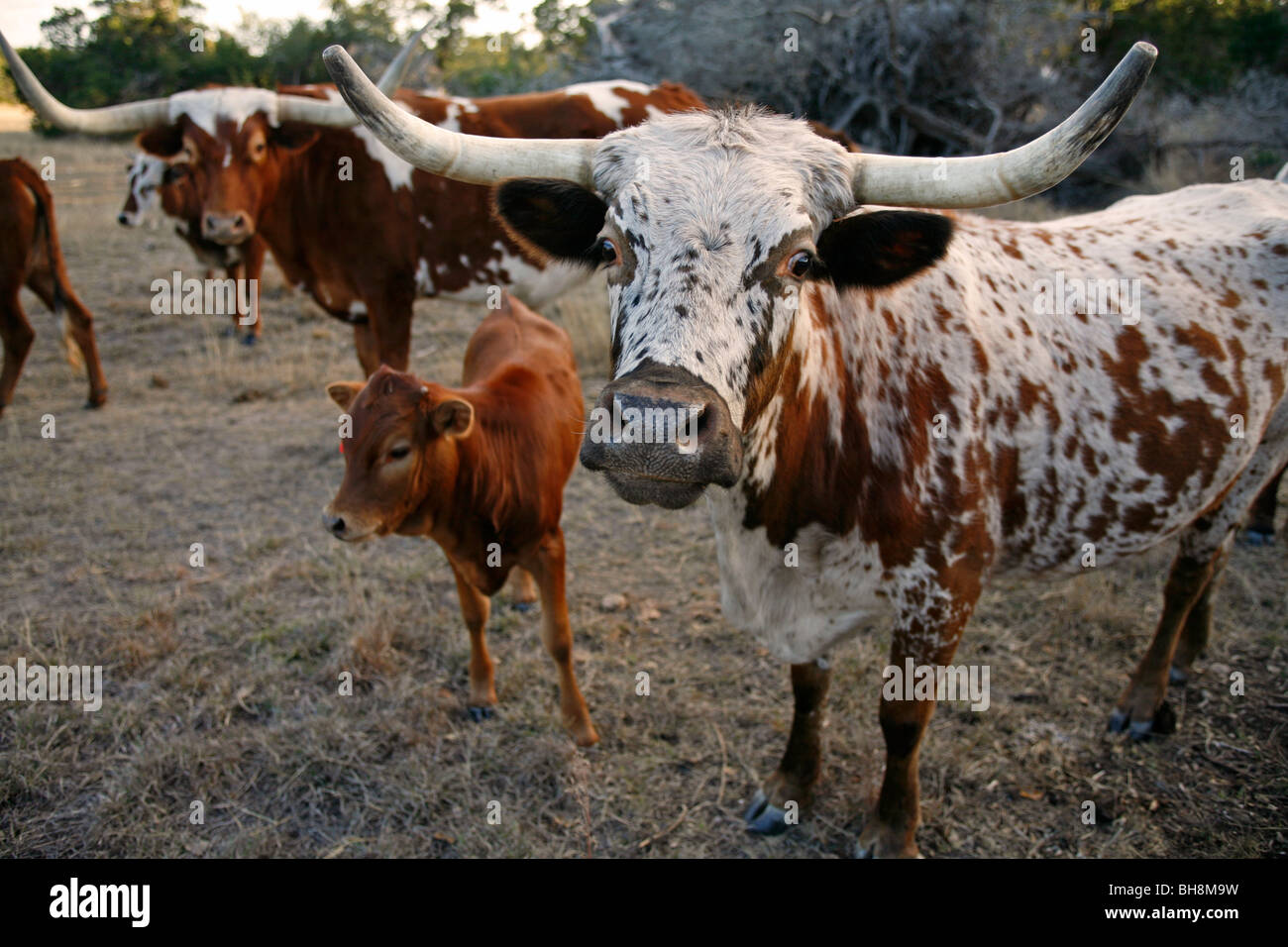Texas lungo le corna con vitello agricoltura cattel ranch Bulverde Texas madre e bambino Foto Stock