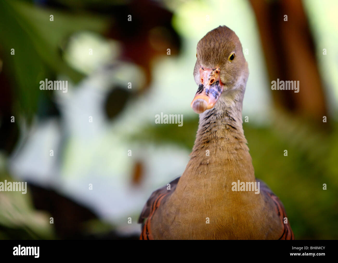 Whistling-Duck piumati (Dendrocygna eytoni) Foto Stock