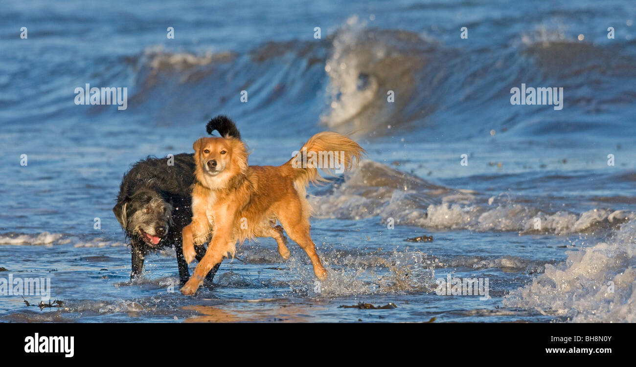 Il gioco nel surf Foto Stock