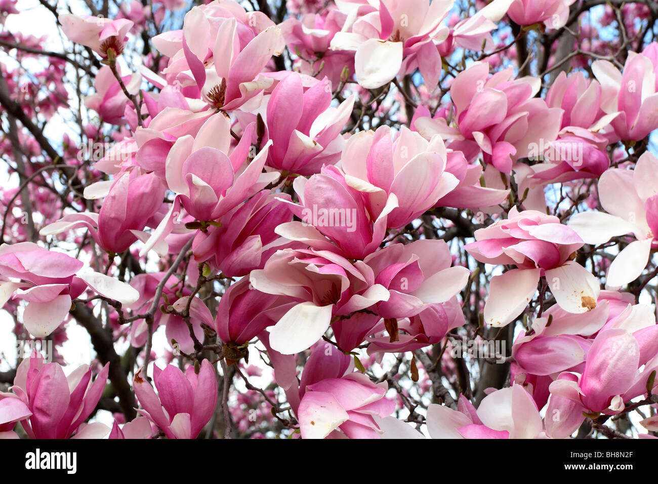 Magnolia blumi (Magnolia x soulangiana) Foto Stock
