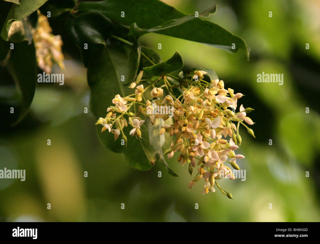 Zollernia splendens, Fabaceae, Brasile, Sud America Foto Stock