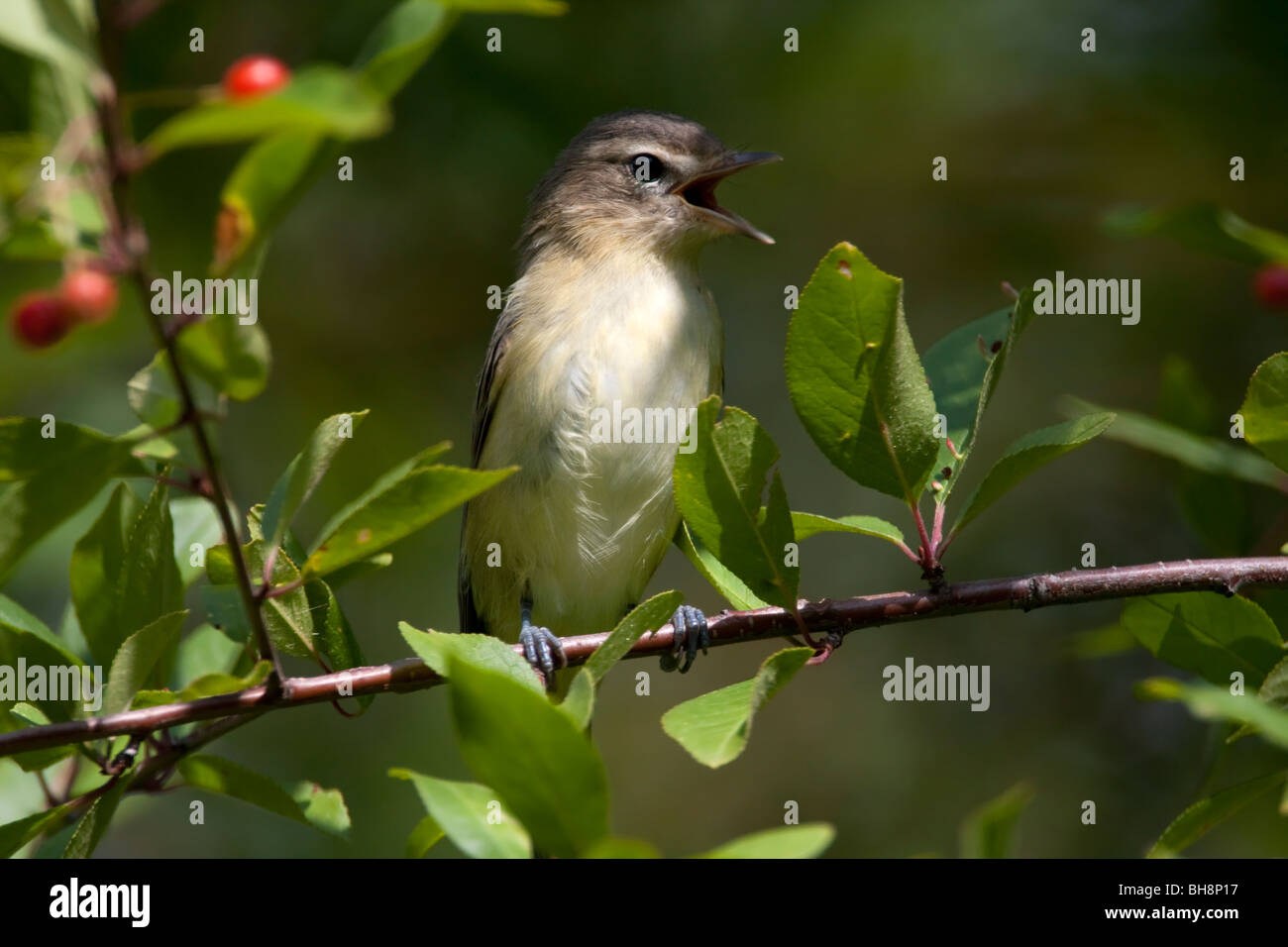 Ramage, Vireo Vireo gilvus appollaiato in un albero a cantare all'eredità Marsh, Lantzville, Isola di Vancouver BC Canada nel mese di agosto Foto Stock