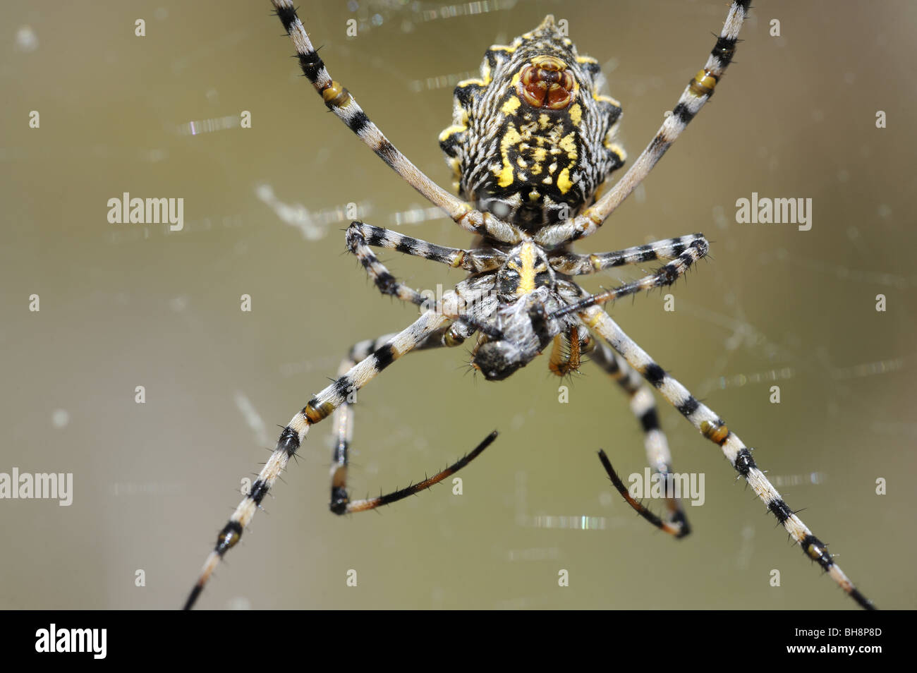 Giardino femmina Orb-web spider alimentazione di finitura su insetto avvolto in seta Foto Stock