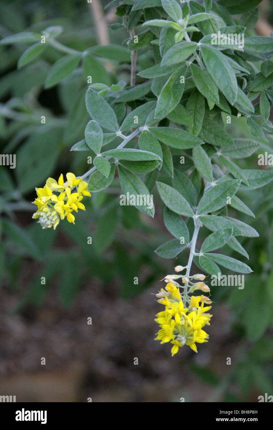 Rivasgodaya nervosa, syn Teline nervosa, Fabaceae (Leguminosae), Gran Canaria Isole Canarie. Una rara vegetale minacciata. Foto Stock