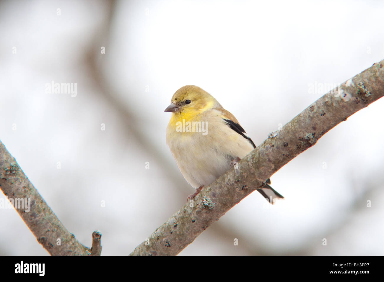 Giallo Finch nella coperta di neve inverno meteo. Foto Stock