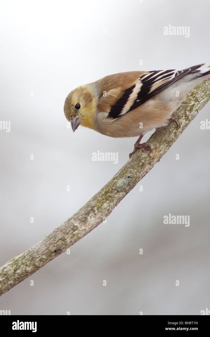 Giallo Finch nella coperta di neve inverno meteo. Foto Stock