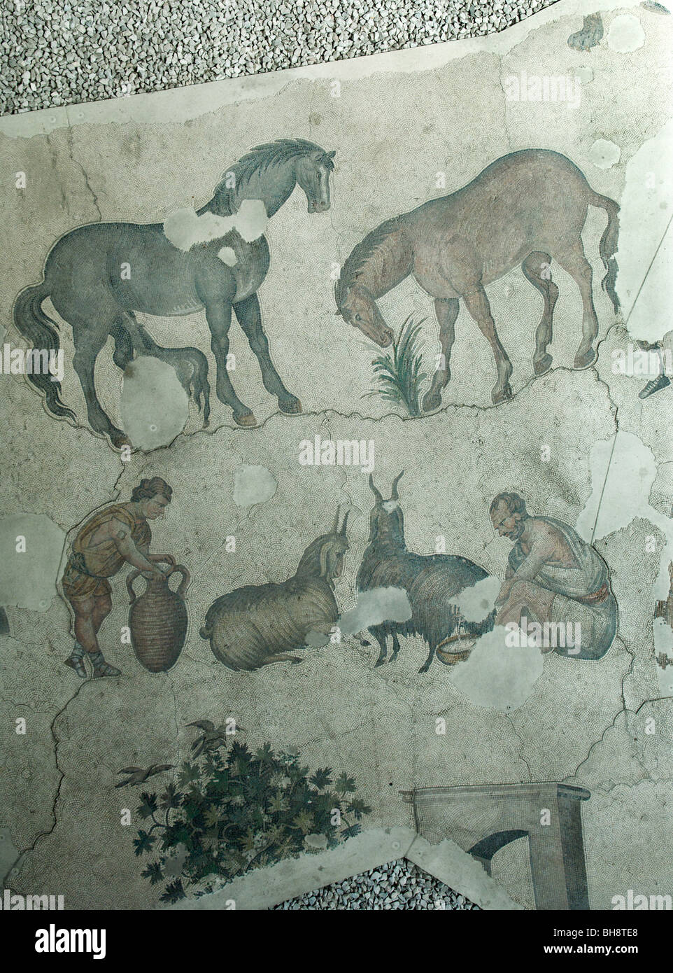 Museo dei mosaici, include molte scene di caccia dal grande Palazzo, Istanbul Foto Stock