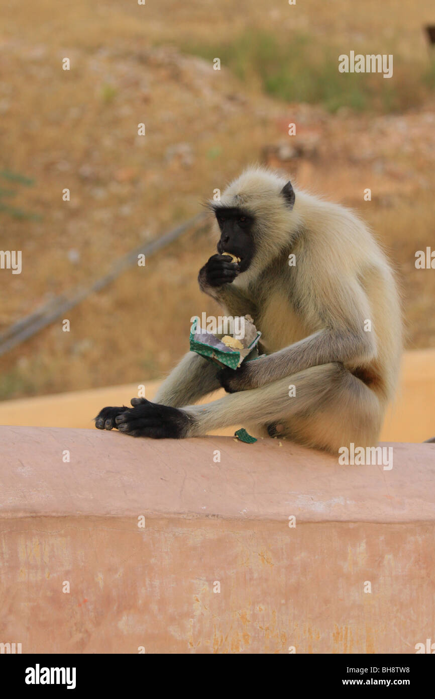 Un langur godendo il bottino di un furto di 'prasad' o cibo offerta da un pellegrino in Forte Amber nel Rajasthan, India Foto Stock