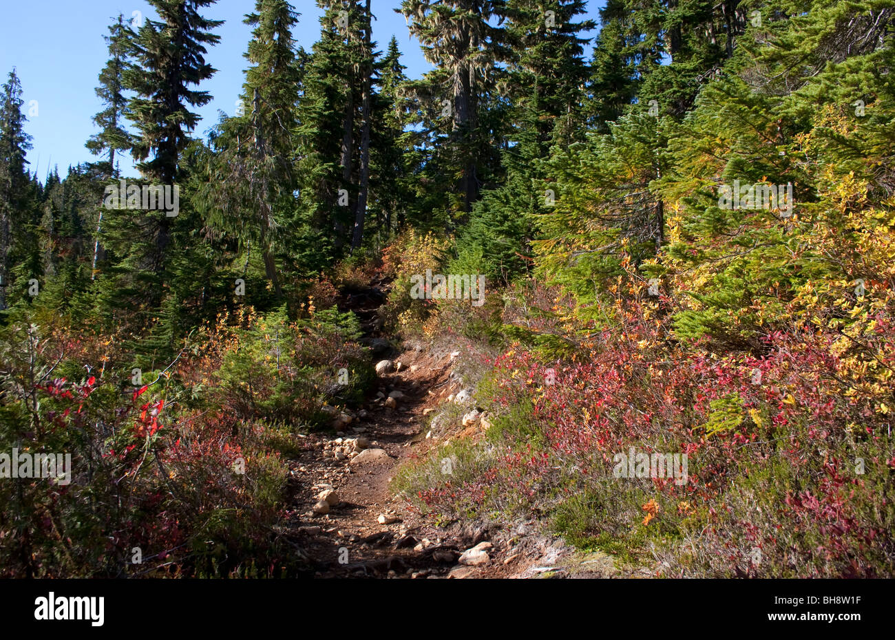 Forest park trail nel Plateau proibita Strathcona Park Isola di Vancouver BC Canada nel mese di ottobre Foto Stock