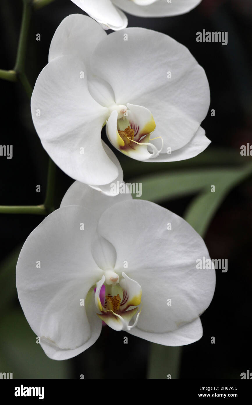 White Orchid Phalaenopsis preso per lo Zoo di Chester, England, Regno Unito Foto Stock