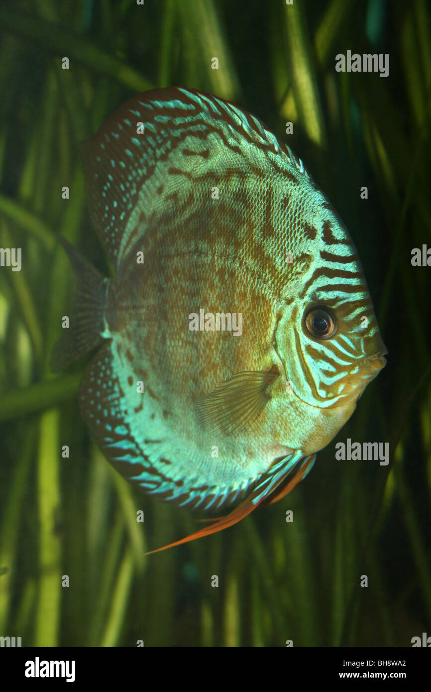 Turchese (a.k.a. Royal Blue) Discus Symphysodon aequifasciata haraldi preso per lo Zoo di Chester, England, Regno Unito Foto Stock