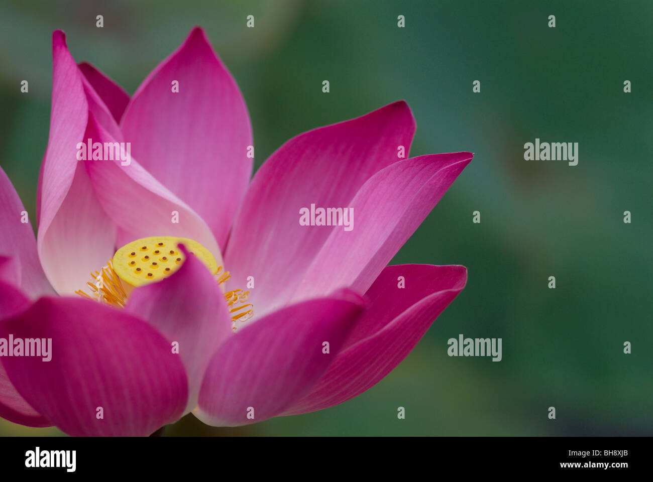 Close-up di fiore di loto Foto Stock