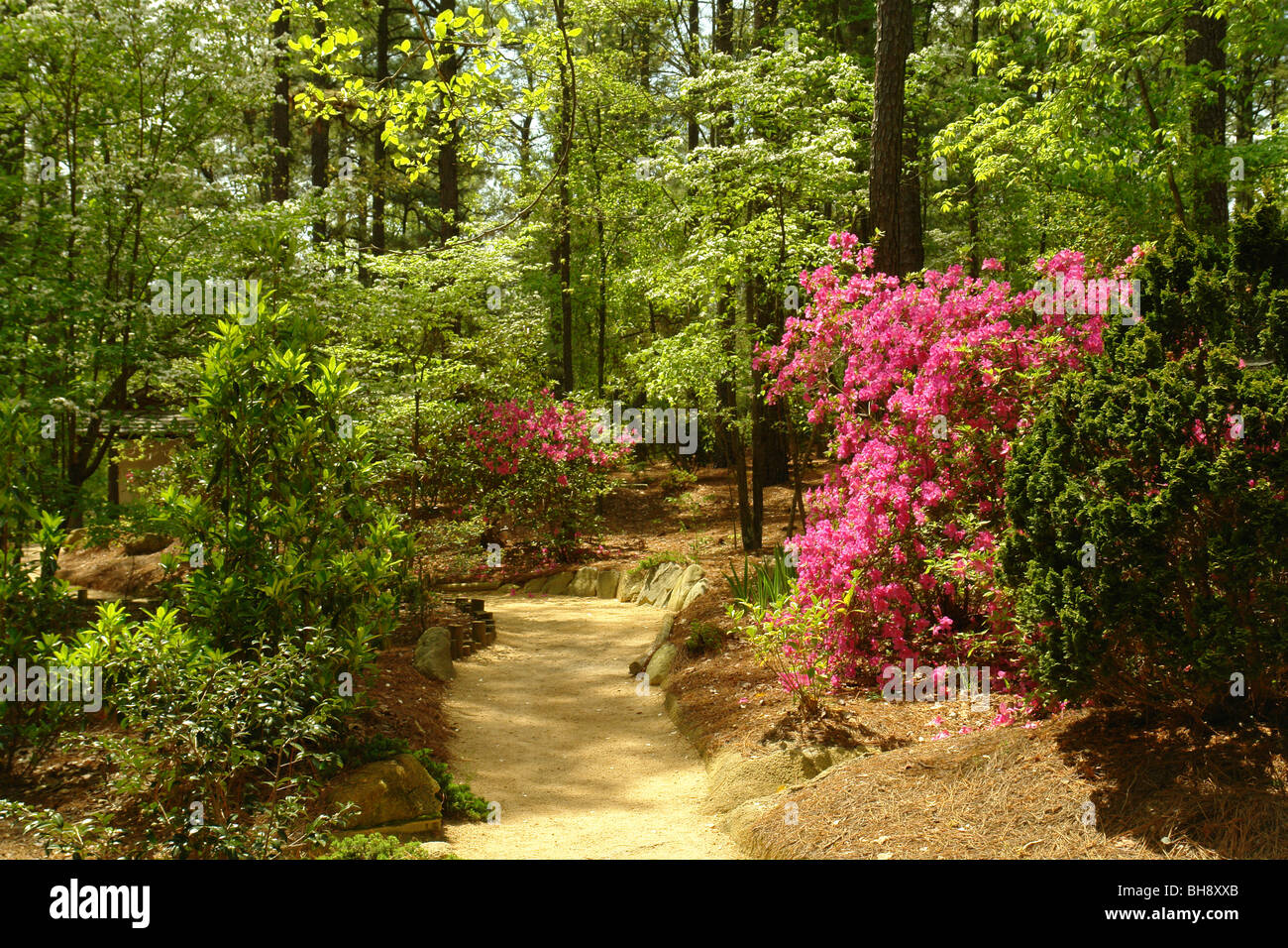 AJD64270, Pinehurst, NC, North Carolina, la Sandhills Giardini orticola Foto Stock