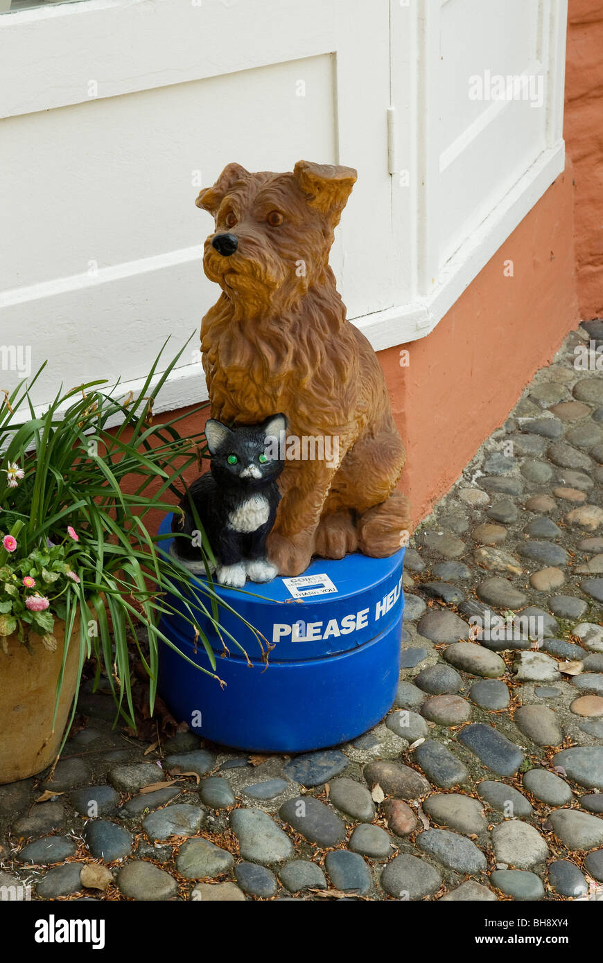 Carità animale scatola di raccolta al di fuori di un negozio Foto Stock