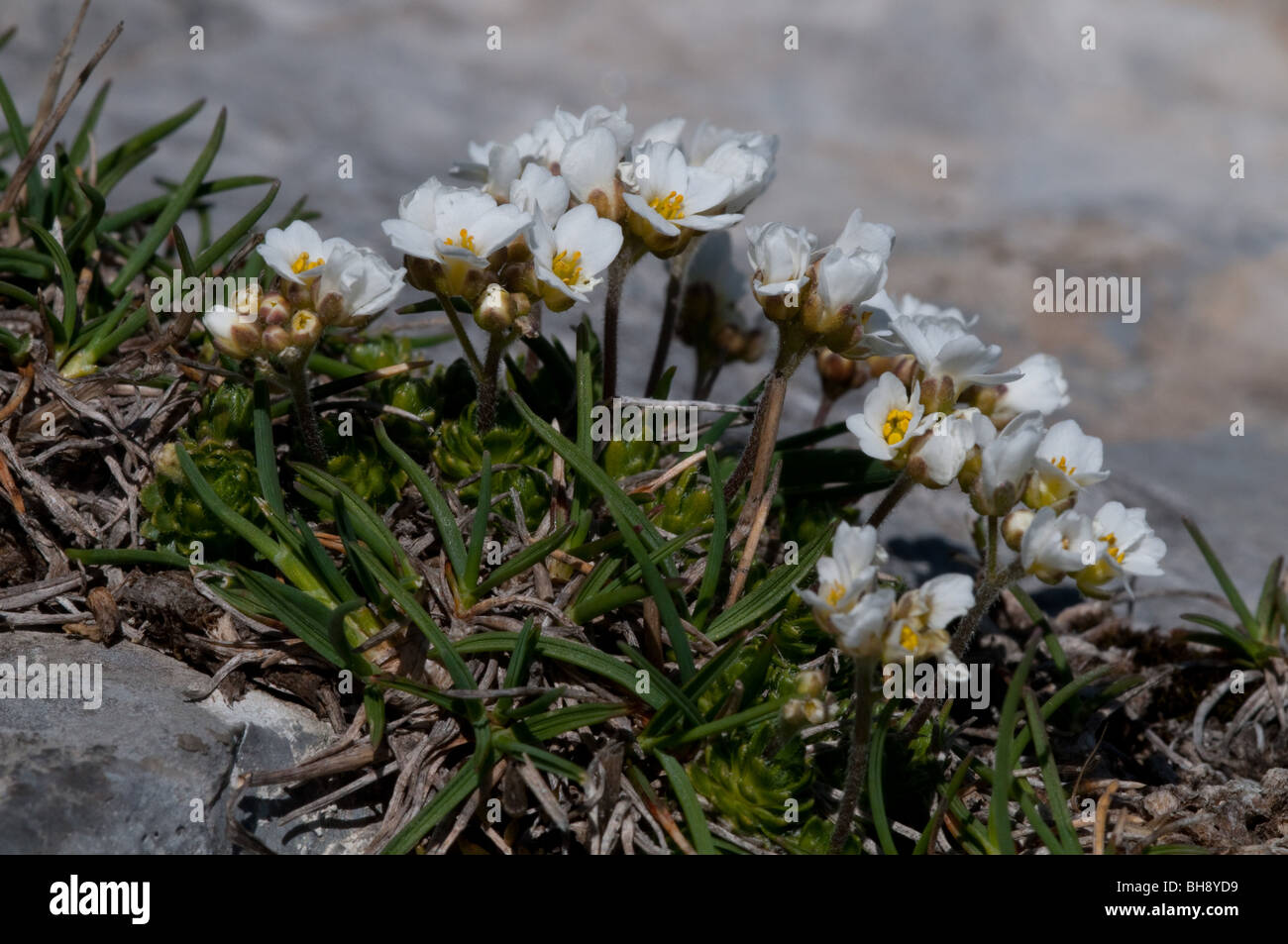 Whitlow Grass (Draba dedeana) Foto Stock