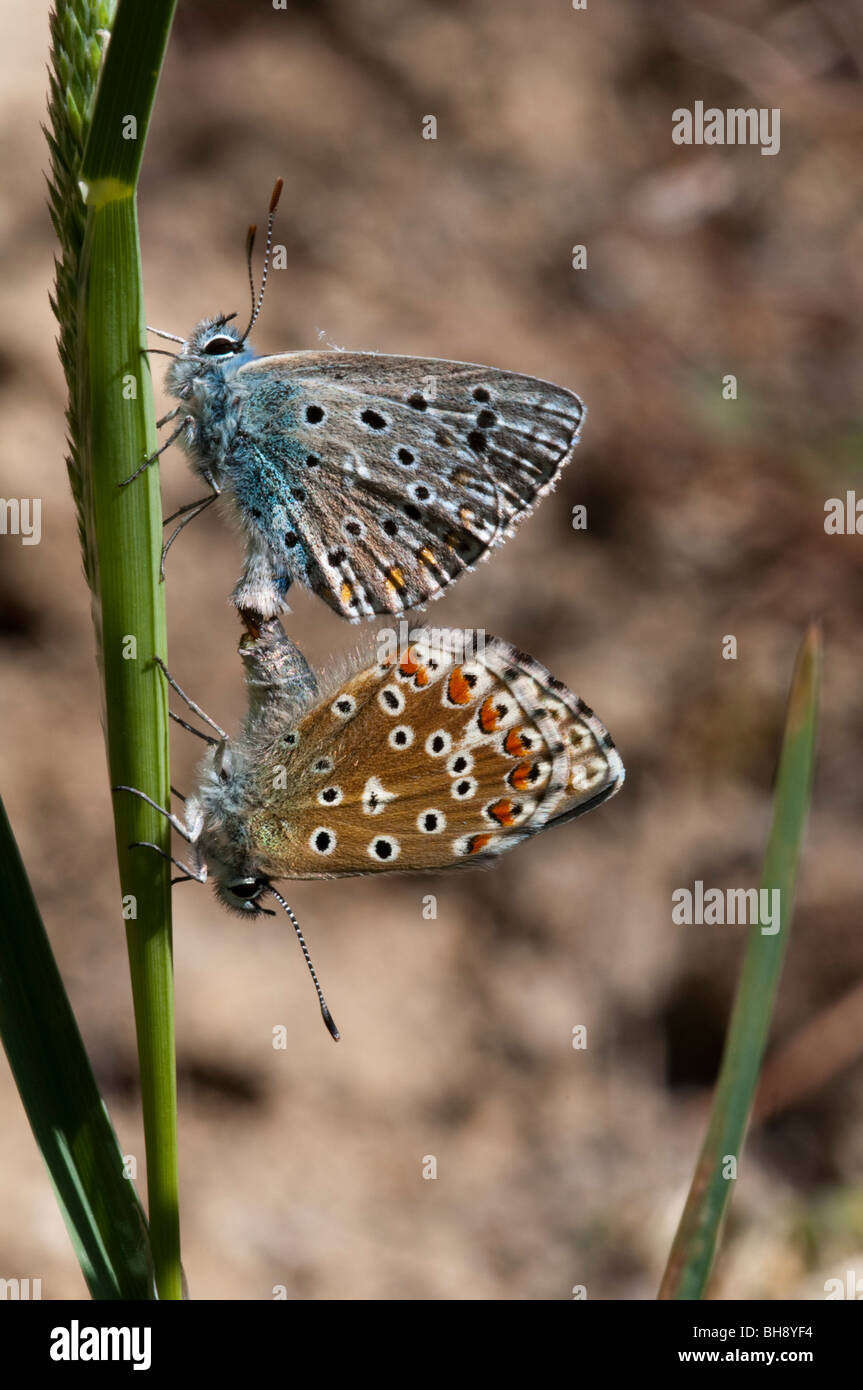 Adonis blu (Lycsandra bellargus), coppia coniugata Foto Stock