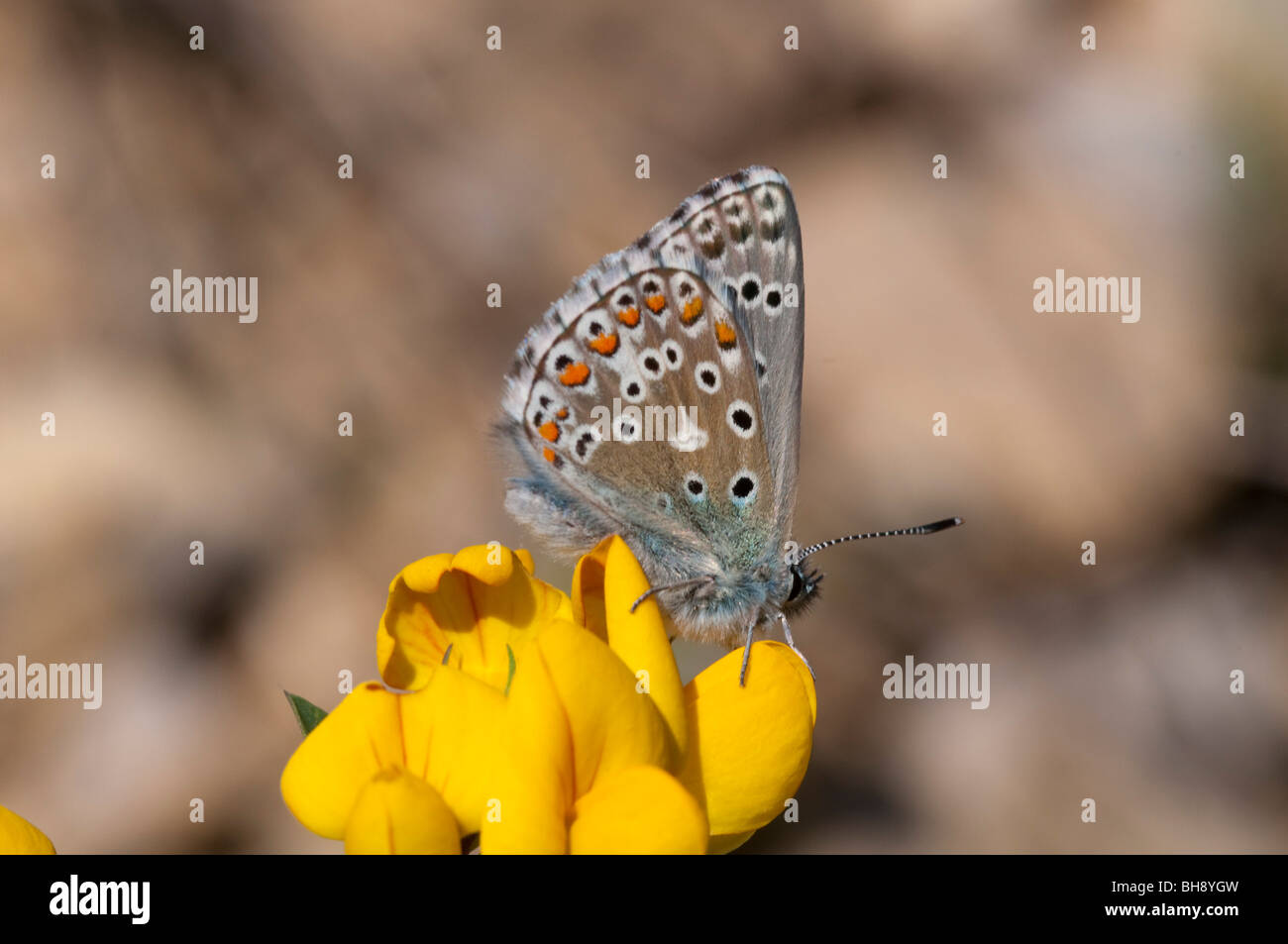Adonis blu (Lysandra bellargus) Foto Stock