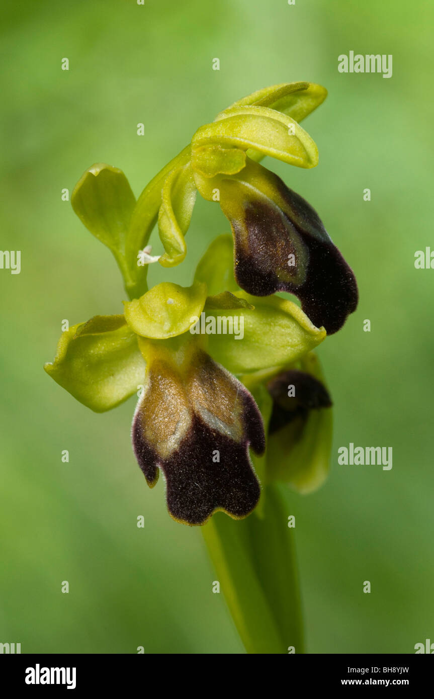Ophrys opaco (Ophrys fusca ssp. fusca) Foto Stock