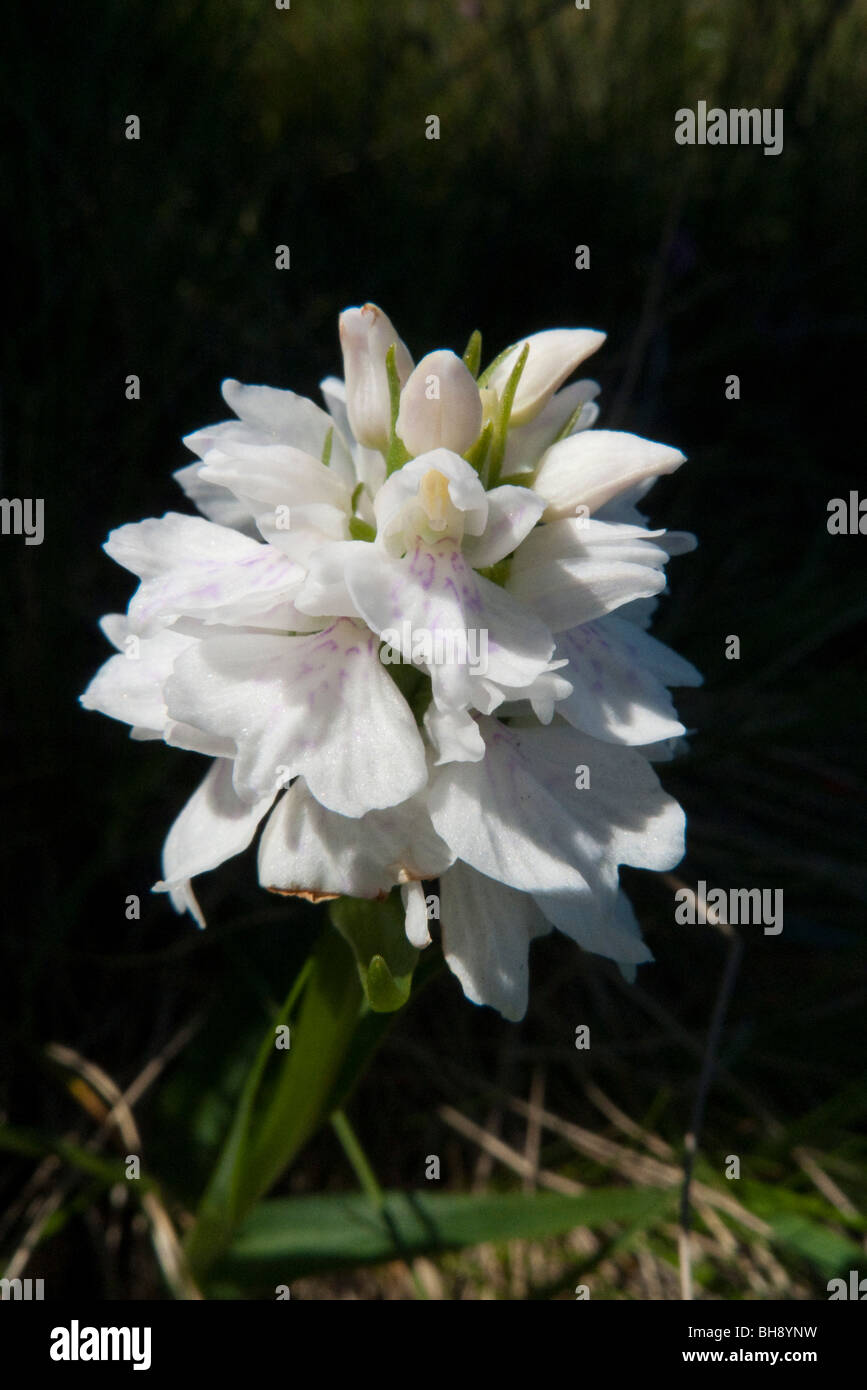 Avvistato comune (orchidea Dactylorhiza fuchsii), bianco Foto Stock