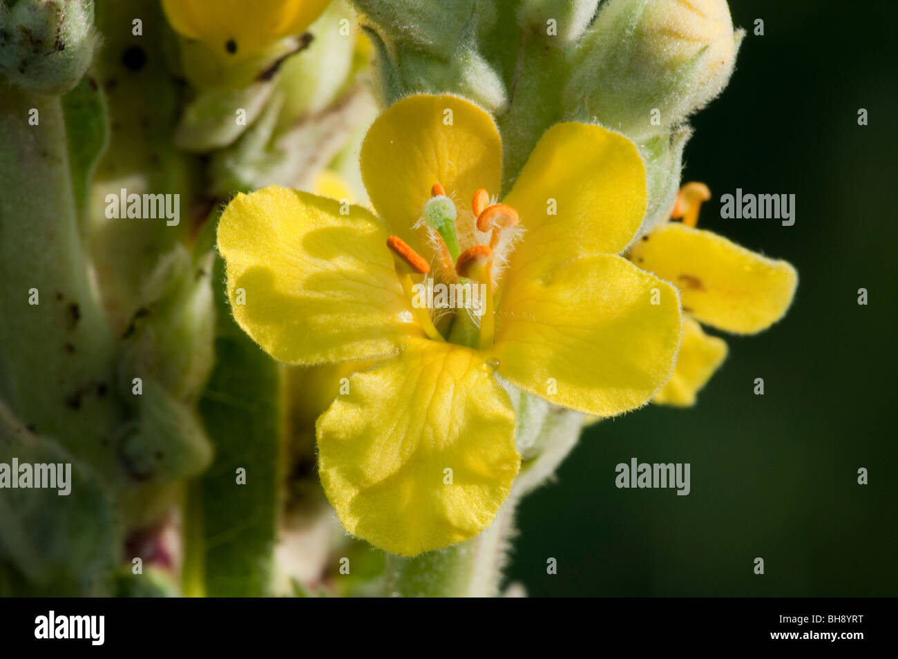 Grande Mullein (Molène thapsus), unico fiore Foto Stock