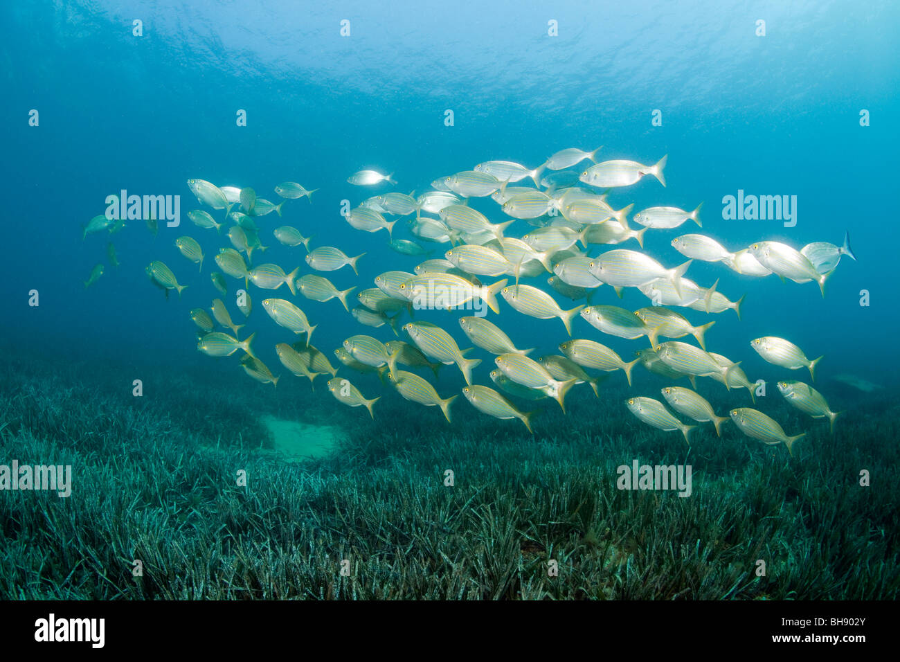 Secca di mucca, Breams Sarpa salpa, Tamariu, Costa Brava, Mare mediterraneo, Spagna Foto Stock