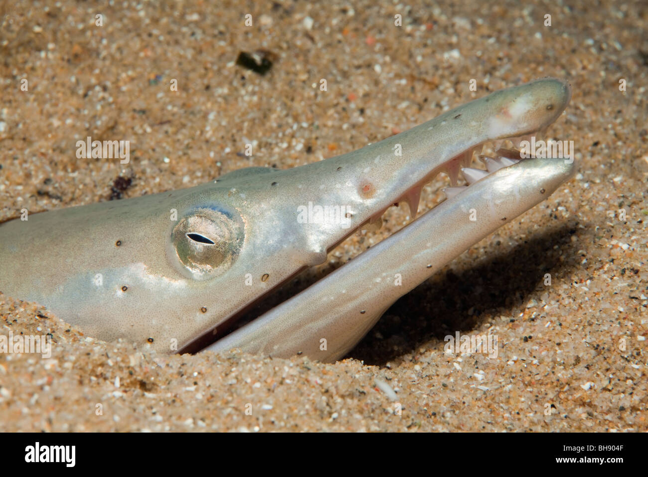 Anguilla serpente nasconde nella sabbia, Ophisurus serpens, Tamariu, Costa Brava, Mare mediterraneo, Spagna Foto Stock