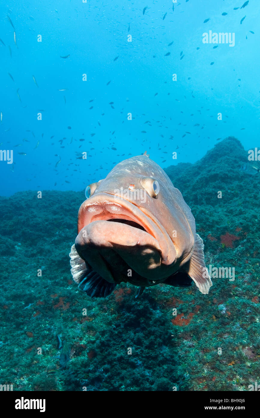 Dusky cernie, Epinephelus marginatus, Carall Bernat, isole Medes, Costa Brava, Mare mediterraneo, Spagna Foto Stock