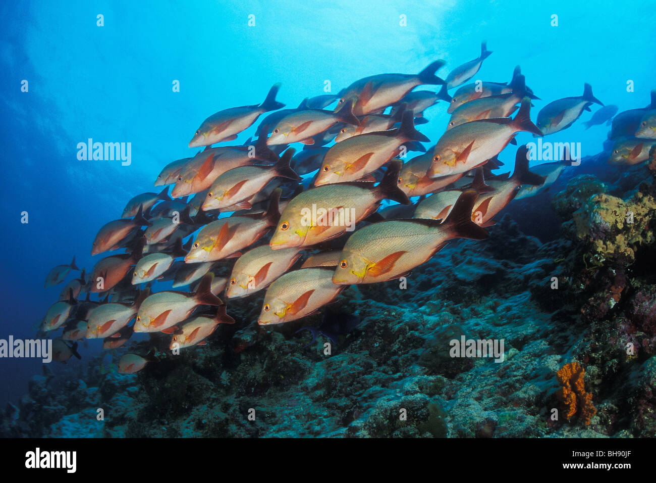 Secca di Humpback Snapper, Lutjanus gibbus, Ari Atoll, Oceano Indiano, Maldive Foto Stock