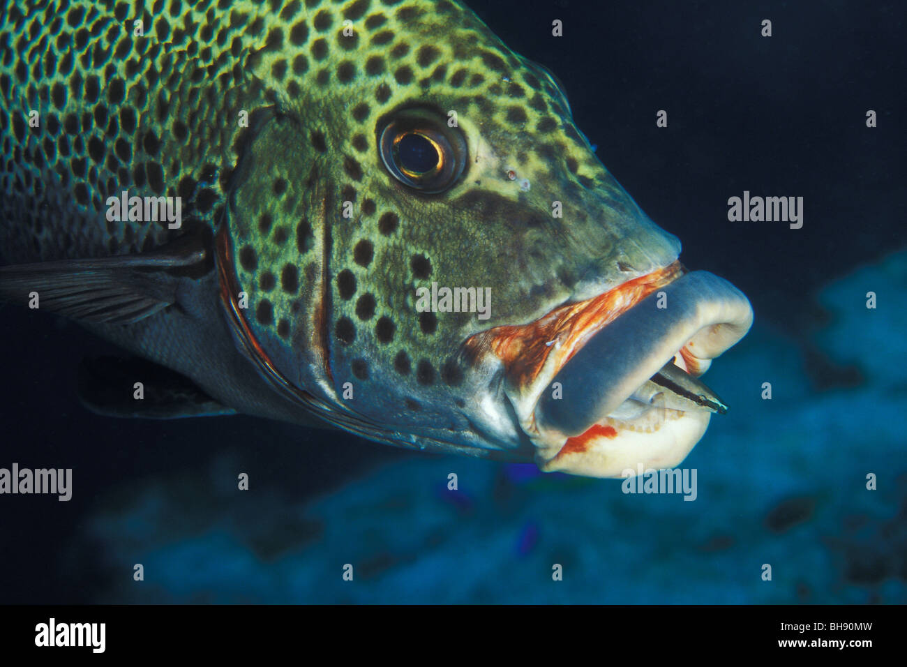 Arlecchino Sweetlips e Wrasse, Plectorhinchus chaetodonoides, Labroides dimidiatus, Ari Atoll, Oceano Indiano, Maldive Foto Stock