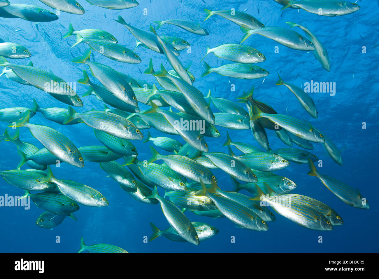 Secca di mucca, Breams Sarpa salpa Pedra de Deu, isole Medes, Costa Brava, Mare mediterraneo, Spagna Foto Stock