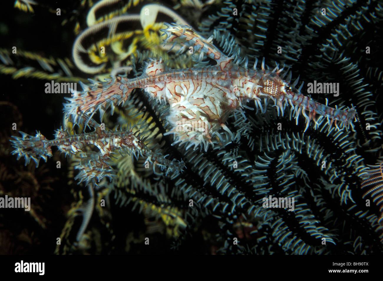 Paio di Arlecchino Ghost Pipefish, Solenostomus paradoxus, Puerto Galera, Mindoro Island, Filippine Foto Stock