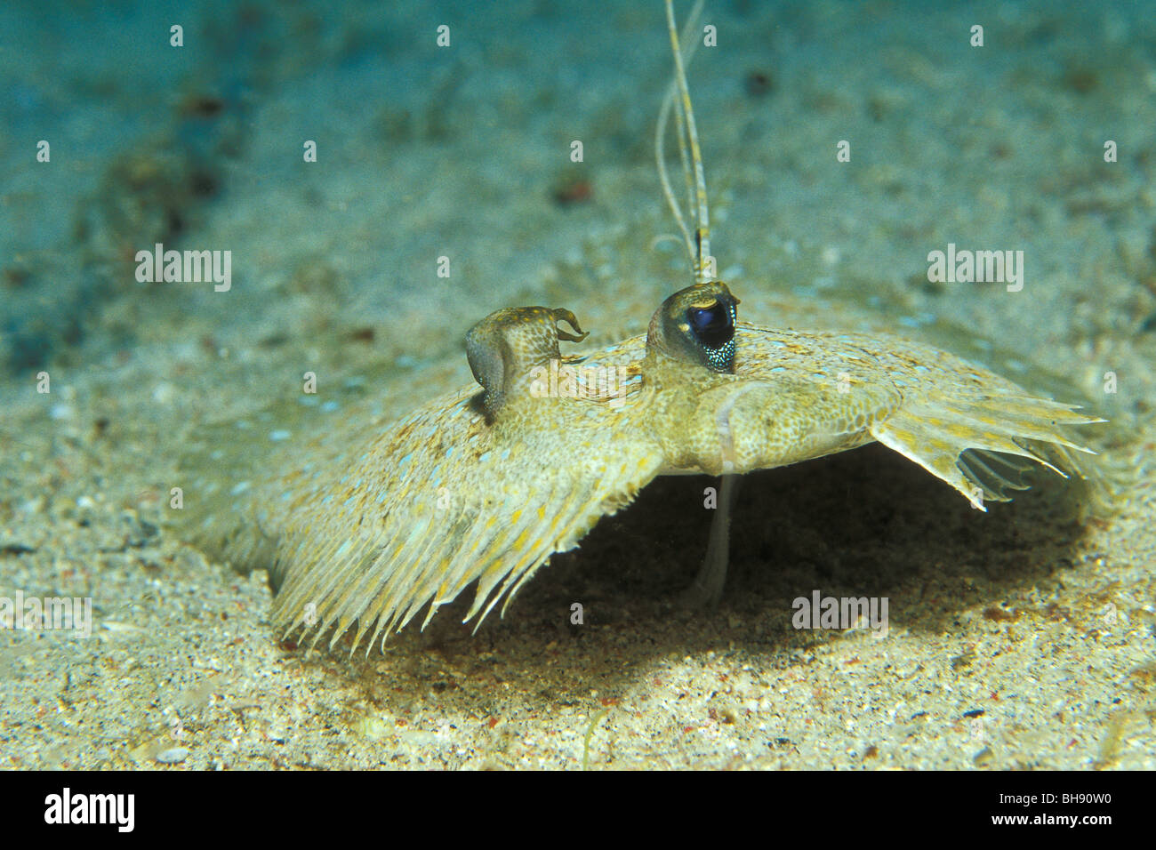 Peacock passera pianuzza, Bothus mancus, Puerto Galera, Mindoro Island, Filippine Foto Stock