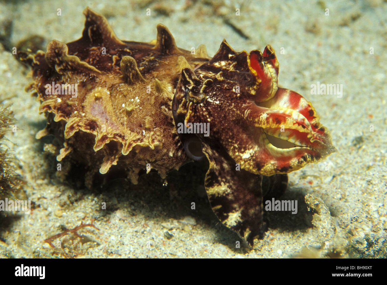 Pfeffers Flamboyant seppie, Metasepia pfefferi, Puerto Galera, Mindoro Island, Filippine Foto Stock