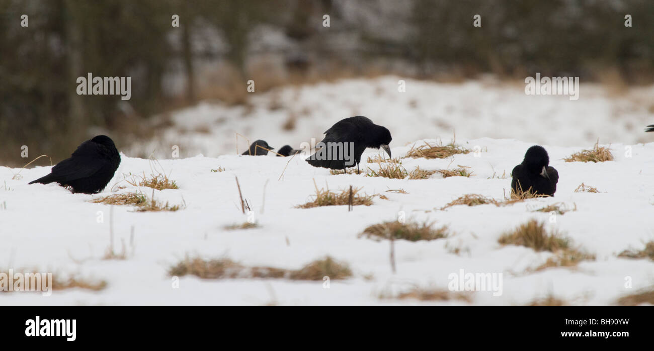 Rooks,Corvus frugilegus, alimentando in campo nevoso, Perthshire Scozia Scotland Foto Stock
